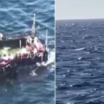 Baleia encalhada na Alemanha volta ao oceano após operação complexa