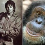 De astro pop a vida discreta: Bubbles, o chimpanzé de Michael Jackson
