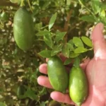 SP desenvolve ‘limão caviar’; preço chega a R$ 1,2 mil o quilo