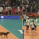 Cachorro invade quadra e rouba a cena durante final entre Brasil e Argentina